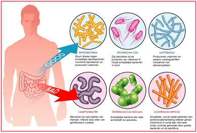 Darmflora, immuunsysteem en probiotica